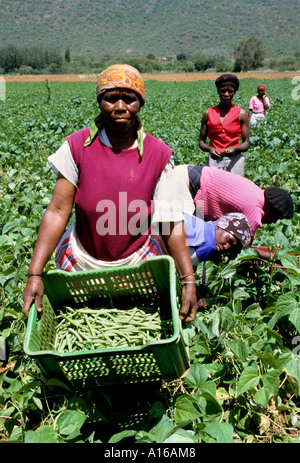 Schwarze Frau Südafrika afrikanischen Farm arbeiten Stockfoto