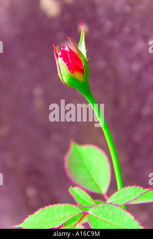 Blume rot rose Knospe und grüne Blätter Nahaufnahme Stockfoto