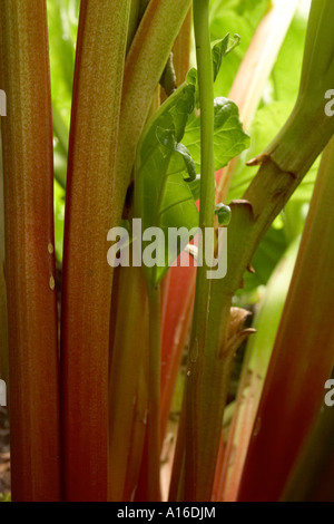 Rhabarber Stängel wachsen im Garten an einem sonnigen Tag. Stockfoto