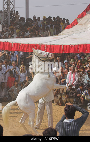 Pferd tanzen bei Puskar Kamel Messe 2006 - Indien Stockfoto