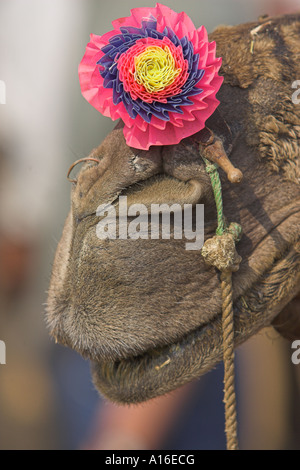 Kamele bei Puskar Mela 2006 - Indien Stockfoto