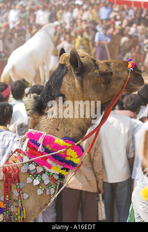 Pferd tanzen bei Puskar Kamel Messe 2006 - Indien Stockfoto