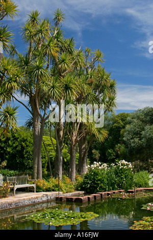 Trachycarpus Palmen und Gartenteich im Logan Botanic Garden in Wigtownshire Dumfries und Galloway-Schottland Stockfoto