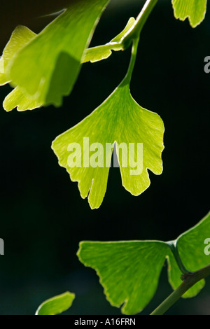 Ginkgo Biloba Blätter vor schwarzem Hintergrund Stockfoto