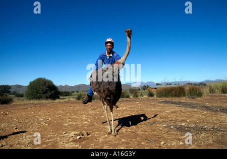 Mitarbeiter zeigen ein Strauß auf einem Strauß Reiten Bauernhof Kleine Karoo in Südafrika Stockfoto