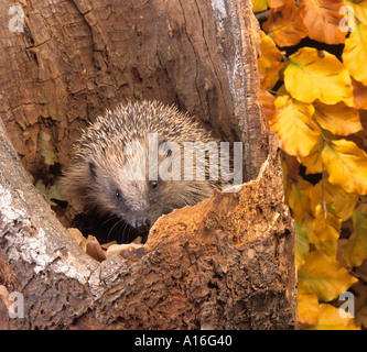 Igel Erinaceus europaeus in der Gartenszene Stockfoto