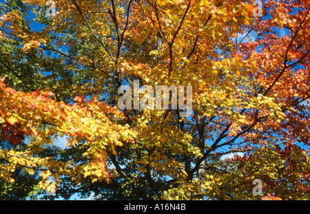 Blätter im Herbst Farben UK Stockfoto