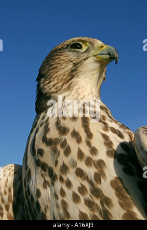 Saker Falcon Falco Cherrug Altai Russland Stockfoto