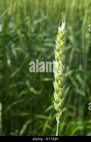 Weizenähre Stockfoto