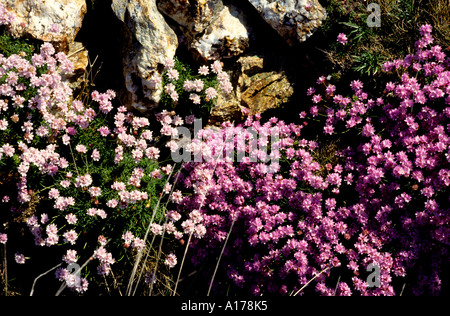 Cliffs of Moher Irland Blumen Pink weiß Botanischer Garten Stockfoto