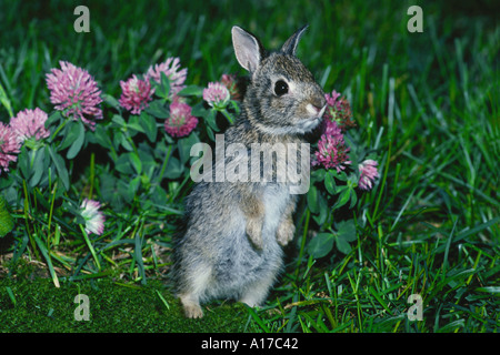 Alert cottontail Rabbit, Ohren, stehend auf seine Hinterläufe neben von Klee in einem Garten im Hinterhof, Midwest USA Stockfoto