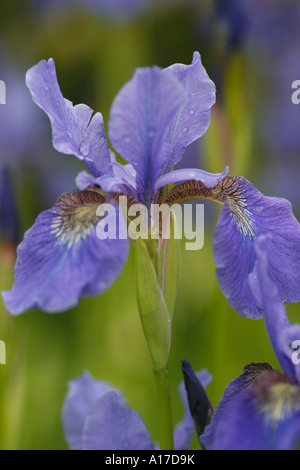 Sibirische Schwertlilie Stockfoto