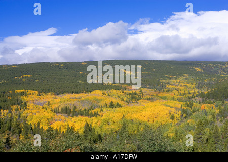Fall colors with aspen trees in Northern Colorado Stockfoto