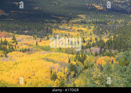 Fall colors with aspen trees in Northern Colorado Stockfoto