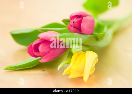 Tulpen Stockfoto