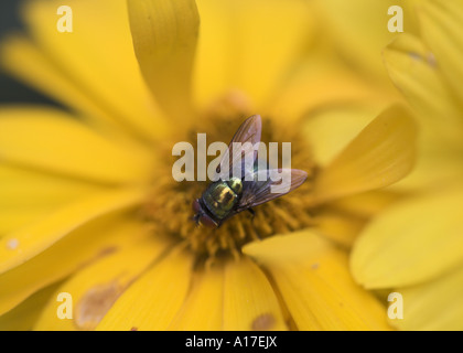 Farbige Fliege an eine gelbe Blume Stockfoto