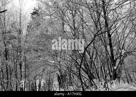 Gefrorene Bäume, See von Bled, Slowenien. Stockfoto