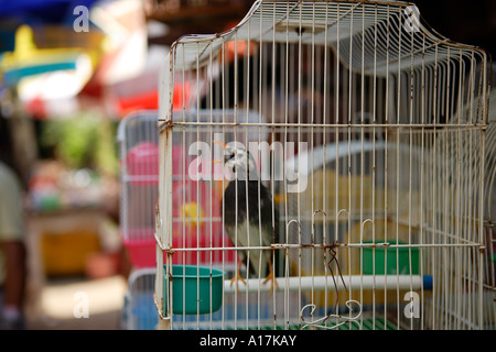 Vogel und Insekt Markt, Shanghai, China. Stockfoto