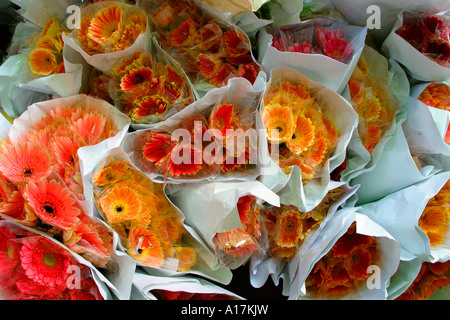 Der Blumenmarkt in Hong Kong. Stockfoto