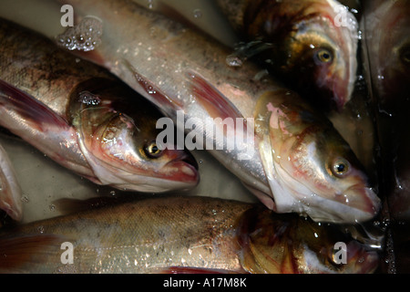 Zentralmarkt, Shunde, Foshan, GuangDong, China. Stockfoto