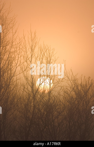 Misty Sonnenaufgang durch Willow Zweige im Winter Königreich Stockfoto