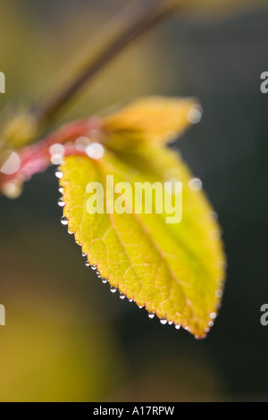 Emergent Blatt von Katsura Baum Frühling mit Tautropfen 'Cercidiphyllum Japonicum' Stockfoto