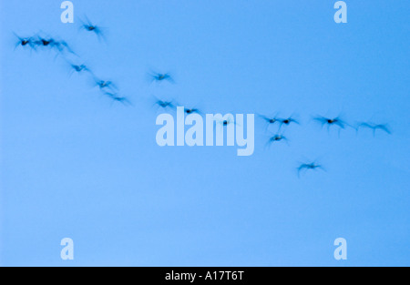 Grabende Papagei, Cyanoliseus s. Patagonus Balneario El Condor Patagonien Argentinien Südamerika fliegen Stockfoto