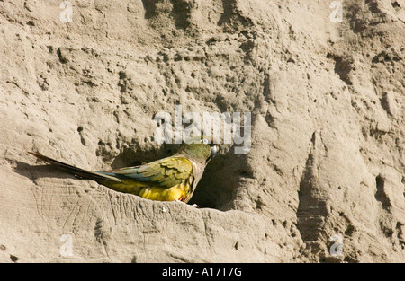 Grabende Papagei (Cyanoliseus s. Patagonus) Erwachsenen, Bewachung der Höhle Eingänge, Balneario El Condor, Patagonien, Argentinien Stockfoto