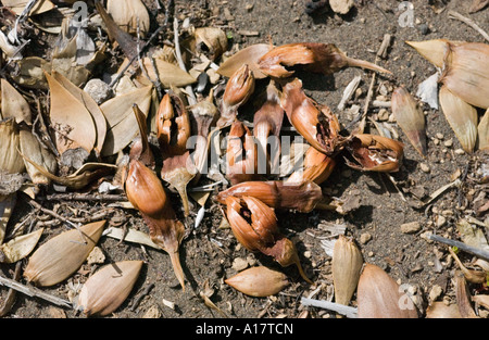 Affe Puzzle (Araucaria Araucana) leere Nuss Spelzen links durch die Fütterung von Austral Conure (Enicognatus Ferrugineus) Lanin NP Argentinien Stockfoto