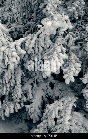 Bäume nach einem Schneesturm in Gaspesie Quebec in Neuschnee bedeckt. Stockfoto