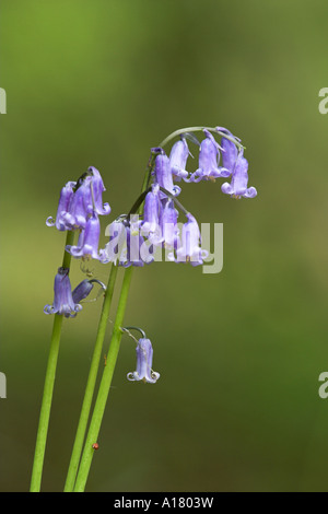 vertikale Porträtfoto des gemeinsamen Bluebell Hyacinthoides non Scripta im Wald in england Stockfoto