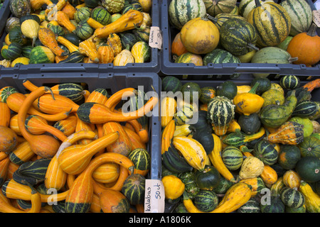 die Kürbis-Frucht der Kalebasse Baum an einem Marktstand in Amsterdam in den Niederlanden Stockfoto