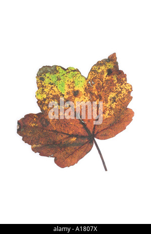 vertikale Portrait-Foto von einem goldenen braunen Ahorn Blatt in seiner Herbstfärbung leuchtend weißem Hintergrund Stockfoto