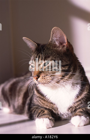 Schildpatt Tabby Katze in der Sonne sitzen Stockfoto