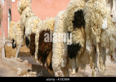 Tierfelle hängen sich bei einer Gerberei in Taroudant Marokko trocknen Stockfoto