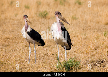 Zwei Marabu Störche Leptoptilos Crumeniferus in Masai Mara National Nature Reserve Kenia in Ostafrika Stockfoto