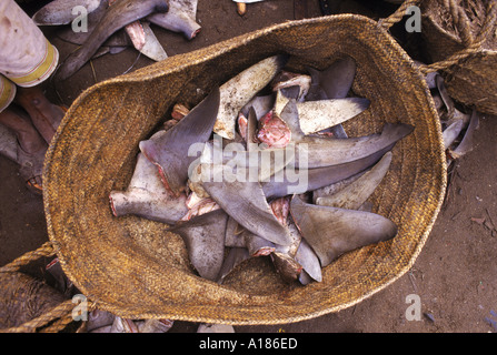 Nahaufnahme eines Korbs von Haifischflossen für den Export nach Ostmärkte, die das Fleisch vor Ort in den Hafen von Hodeida Jemen mittleren gegessen wird Stockfoto