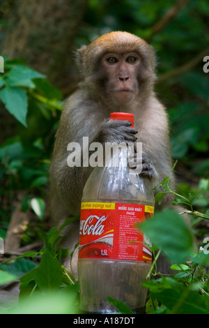 2007 Red konfrontiert lange Tailed Macaque Monkey versuchen, in eine Plastik Flasche Coca Cola Monkey Island Halong Bucht Vietnam Stockfoto