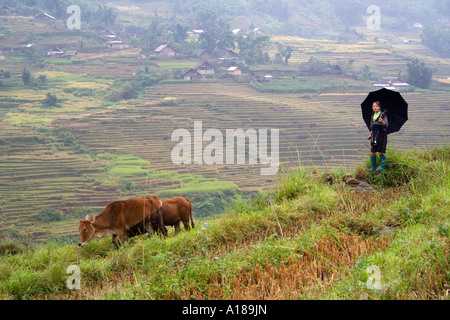 2007-Hmong-Mädchen in traditioneller Kleidung weidet Vieh Sapa Vietnam Stockfoto