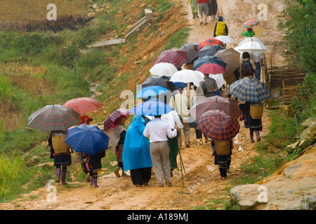 Große Gruppe von Touristen mit Sonnenschirmen Dorf zu Fuß in den Schlamm und Regen Sapa Vietnam Stockfoto