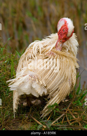 2007-Ente Reinigung selbst mit nassen Federn Sapa Vietnam Stockfoto