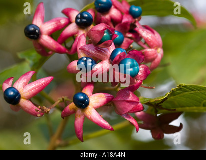 Clerodendrum Trichotomum Stockfoto