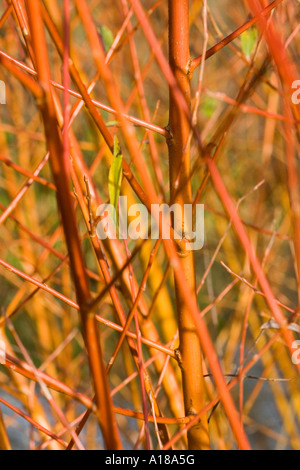 Cornus Zweige im Winter Stockfoto