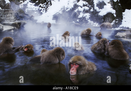 Schneeaffen Baden in heißen Quellen Jigokudani Nationalpark Japan Stockfoto