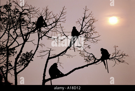 Nasenaffen in Baum Stockfoto