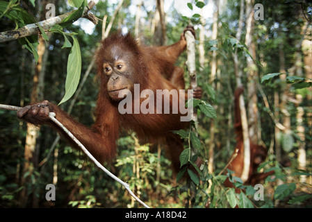 Juvenile Orang-Utan Tanjung Puting Borneo Stockfoto