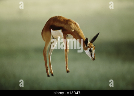 Springbok Streifengnus Kalahari Nationalpark Südafrika Stockfoto