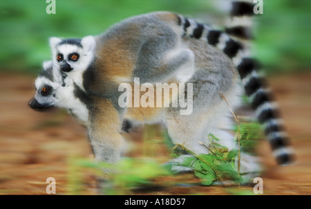 Mutter und Baby Madacscan Ring tailed lemur Stockfoto