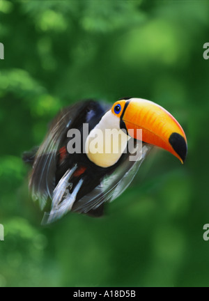 Tukan im Flug Stockfoto