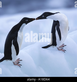 Adelie-Pinguine Paulet Insel Antarktis Stockfoto